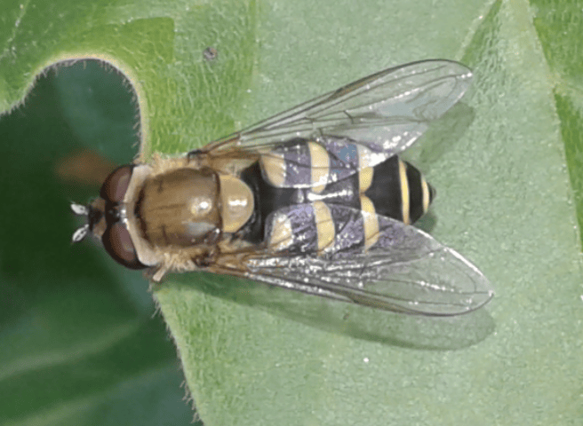 Syrphidae : femmina di Syrphus sp.? S, di Syrphus vitripennis